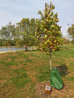 Tree planted in Lawrence's Rotary Arboretum in John's remembrance.